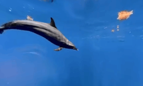 dolphin