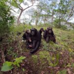 AFRICA_Chimp (1)
