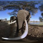 AFRICA_elephant