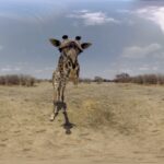 AFRICA_girafe