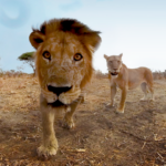 AFRICA_lion (1)