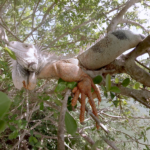 Iguane Vert