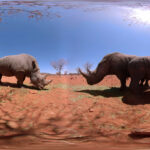 RHINO