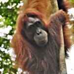 orangutan 11